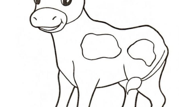 Coloring pages: Cow