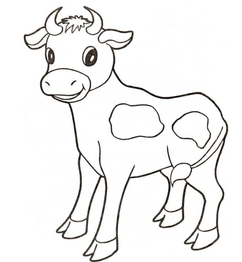Coloring pages: Cow