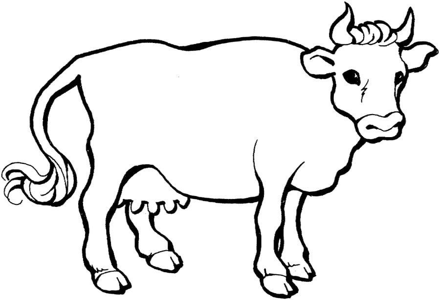Coloring pages: Cow