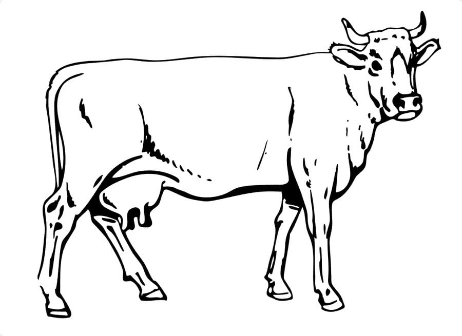 Ausmalbilder: Kühe