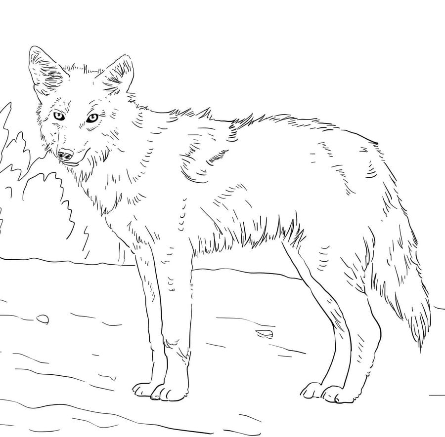 Coloring pages: Coyote 1