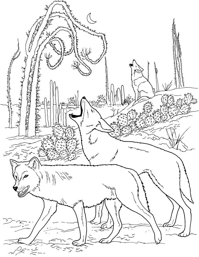 Coloring pages: Coyote 10