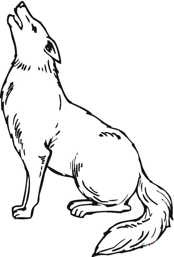 Coloring pages: Coyote 3