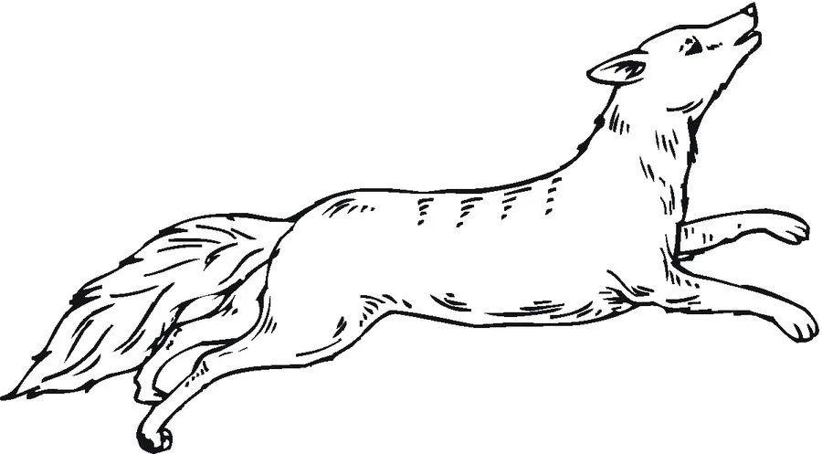  Dibujos para colorear  Coyote imprimible, gratis, para los niños y los adultos