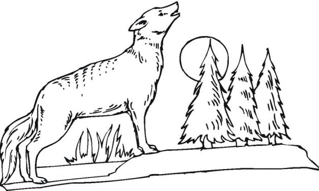 Coloring pages: Coyote