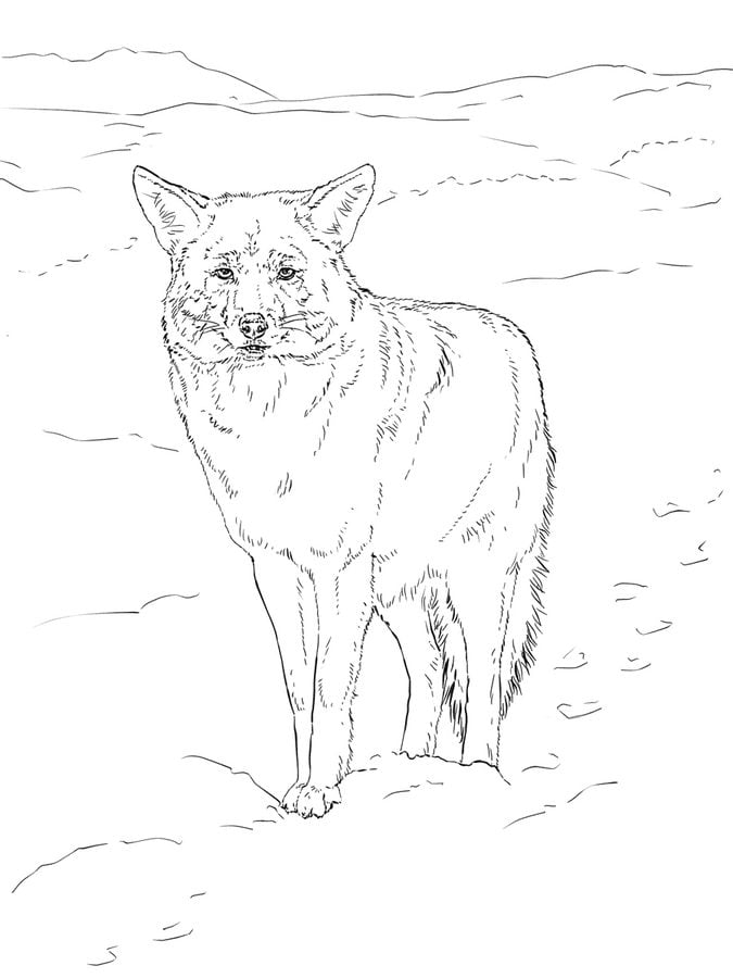 Dibujos para colorear: Coyote 9
