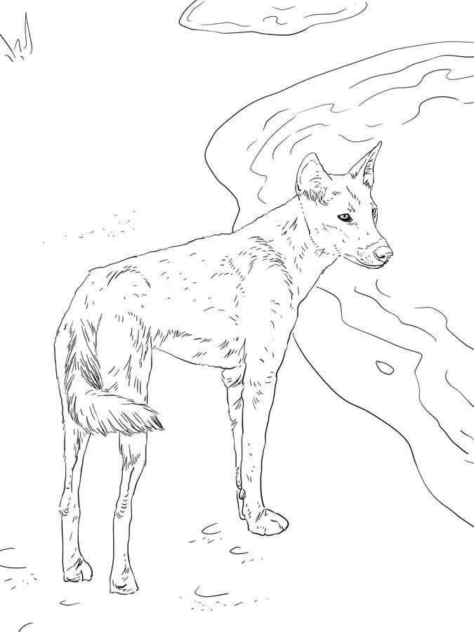 Coloring pages: Dingo