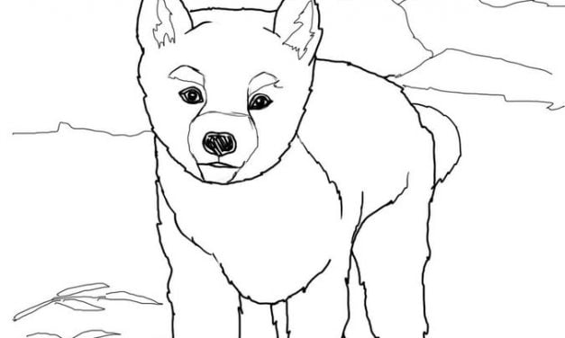 Coloring pages: Dingo