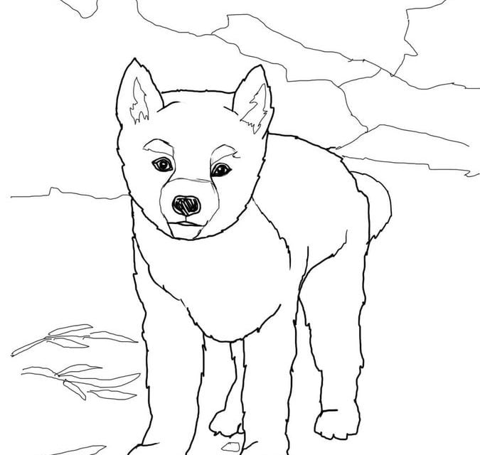 Dibujos para colorear: Dingo