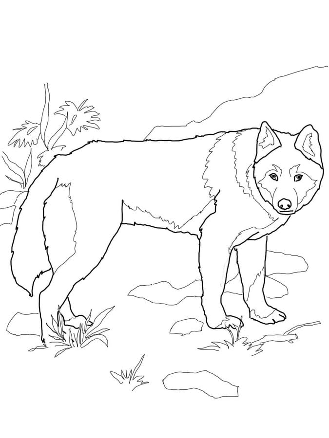 Dibujos para colorear: Dingo