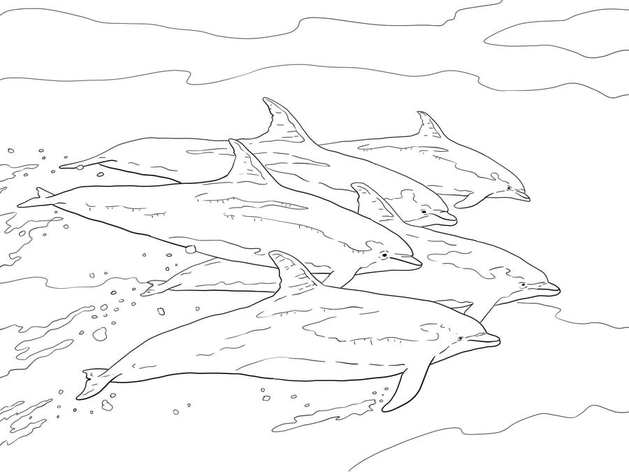 Dibujos para colorear: Delfines 1