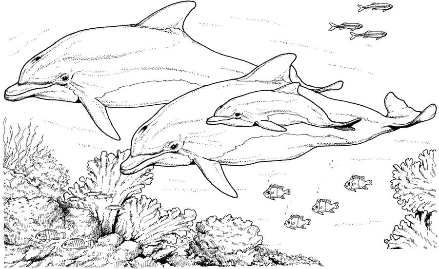 Coloring pages: Dolphins 10