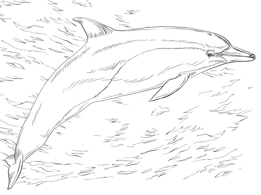 Coloring pages: Dolphins 2