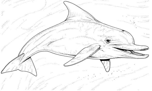 Coloring pages: Dolphins