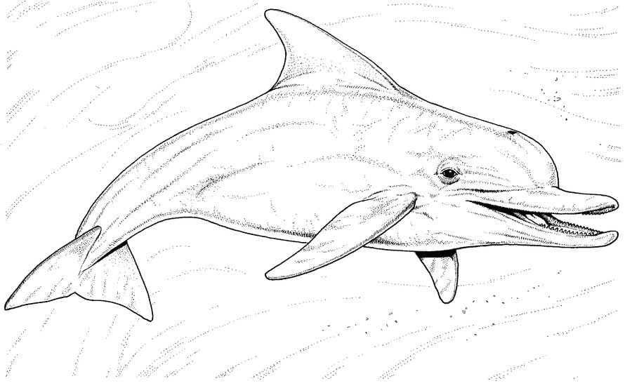 Dibujos para colorear: Delfines imprimible, gratis, para los niños y los  adultos