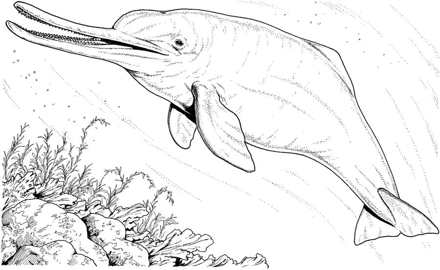 Dibujos para colorear: Delfines 4