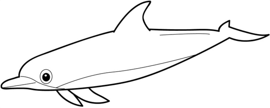 Coloring pages: Dolphins 6