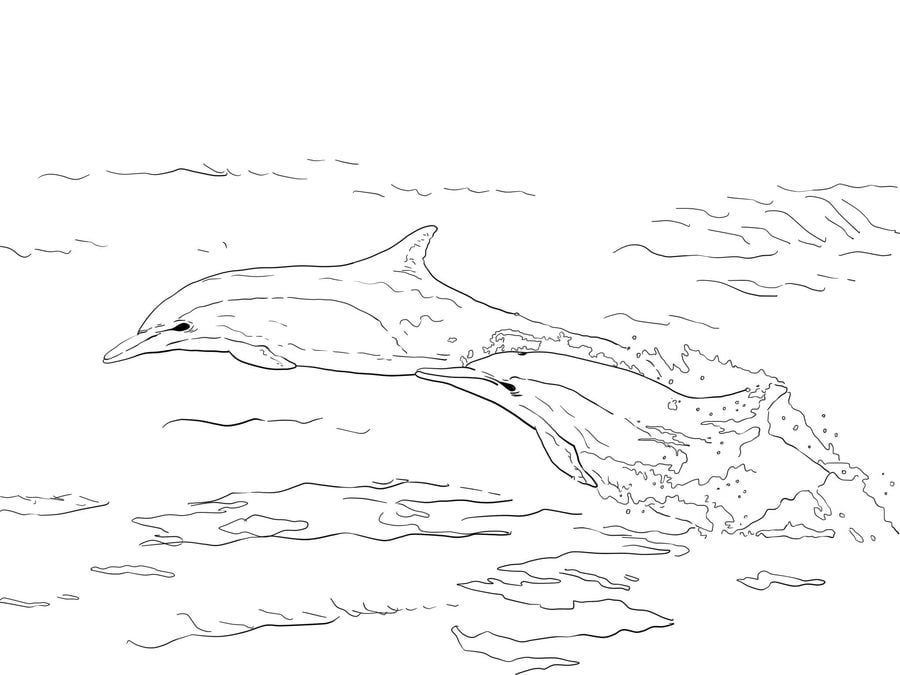 Dibujos para colorear: Delfines