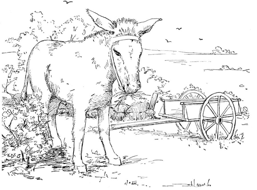 Coloring pages: Donkey