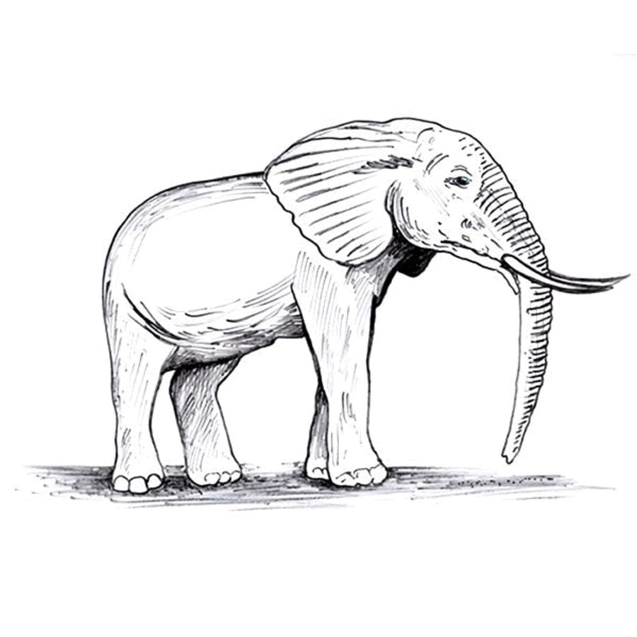 ausmalbilder ausmalbilder elefanten zum ausdrucken