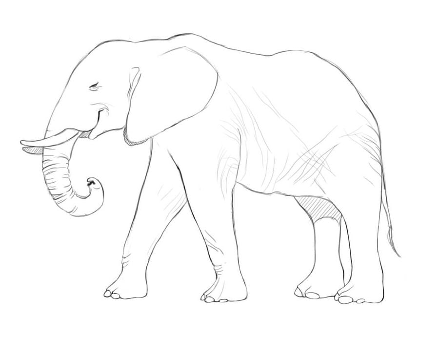 Coloring pages: Elephant