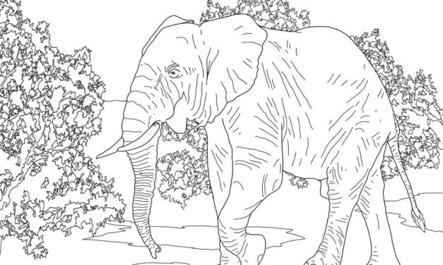 Coloring pages: Elephant