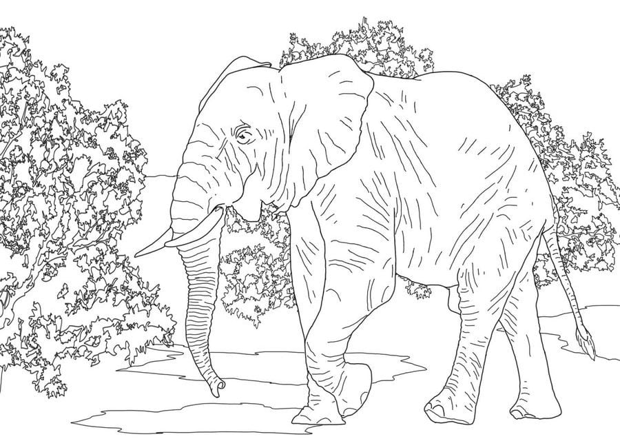 Kolorowanki: Słoń