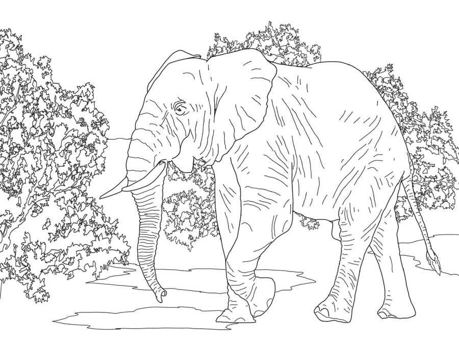 Coloring pages: Elephant