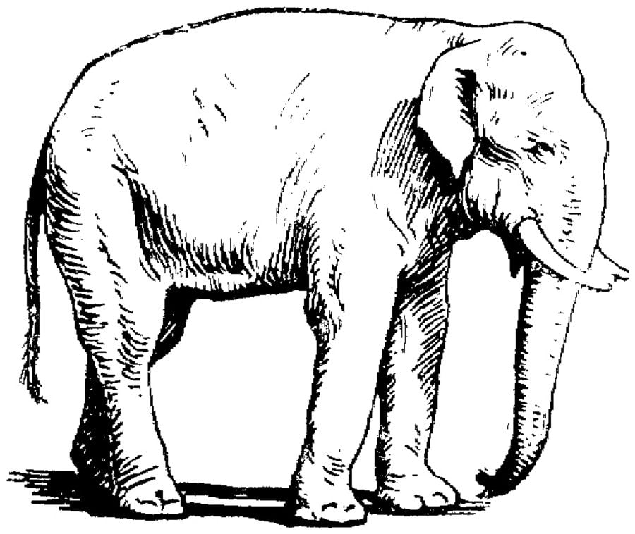 Kolorowanki: Słoń
