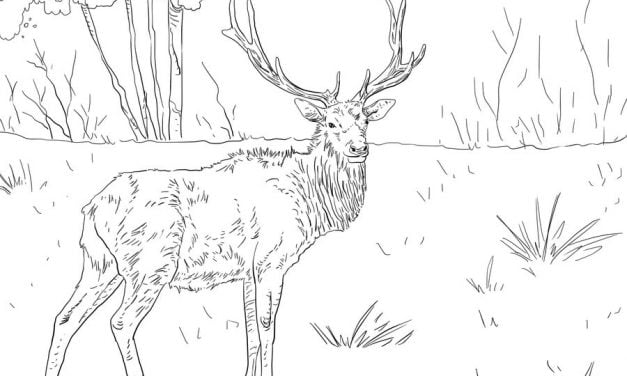 Coloring pages: Elk