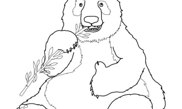 Coloring pages: Giant panda