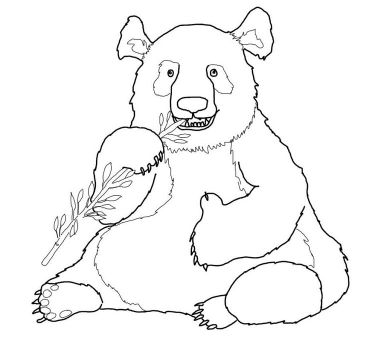 Coloring pages: Giant panda, printable for kids & adults, free