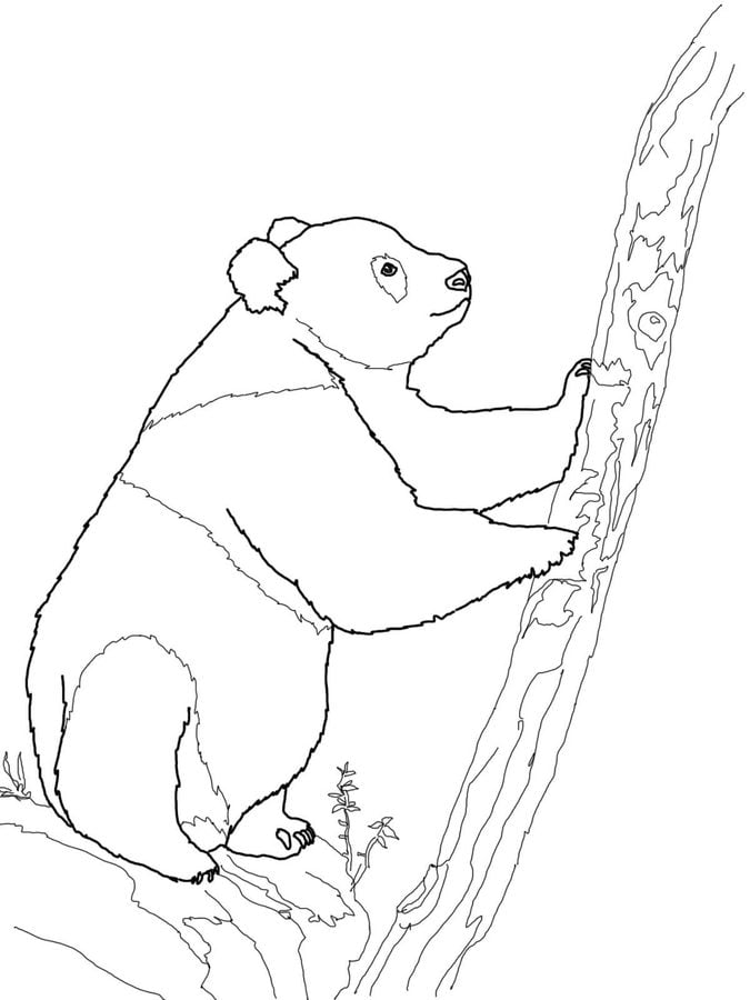 Coloriages: Pandas géants