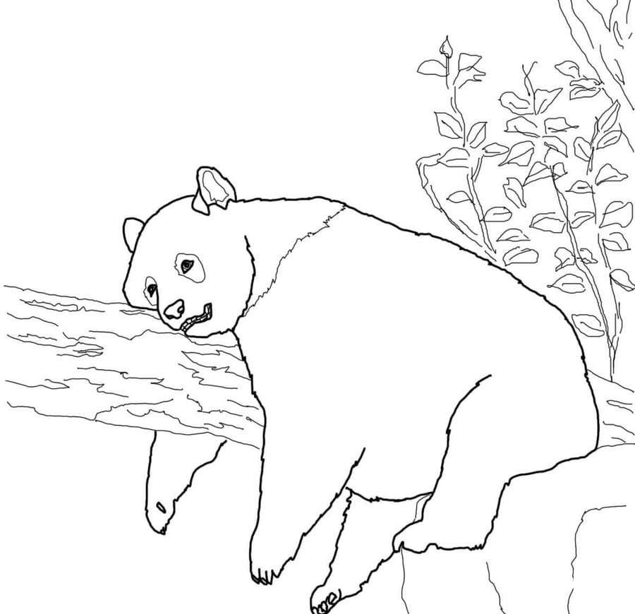 Disegni da colorare: Panda gigante 5