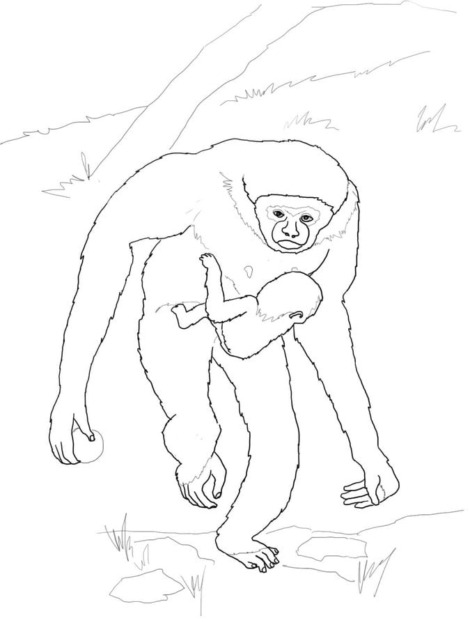 Coloring pages: Gibbons 1