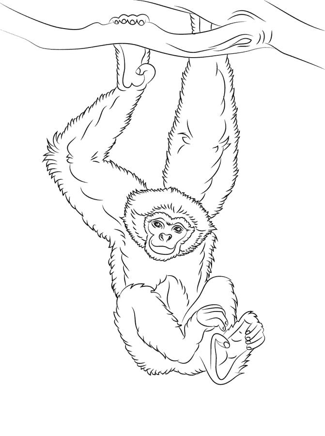 Coloring pages: Gibbons 2