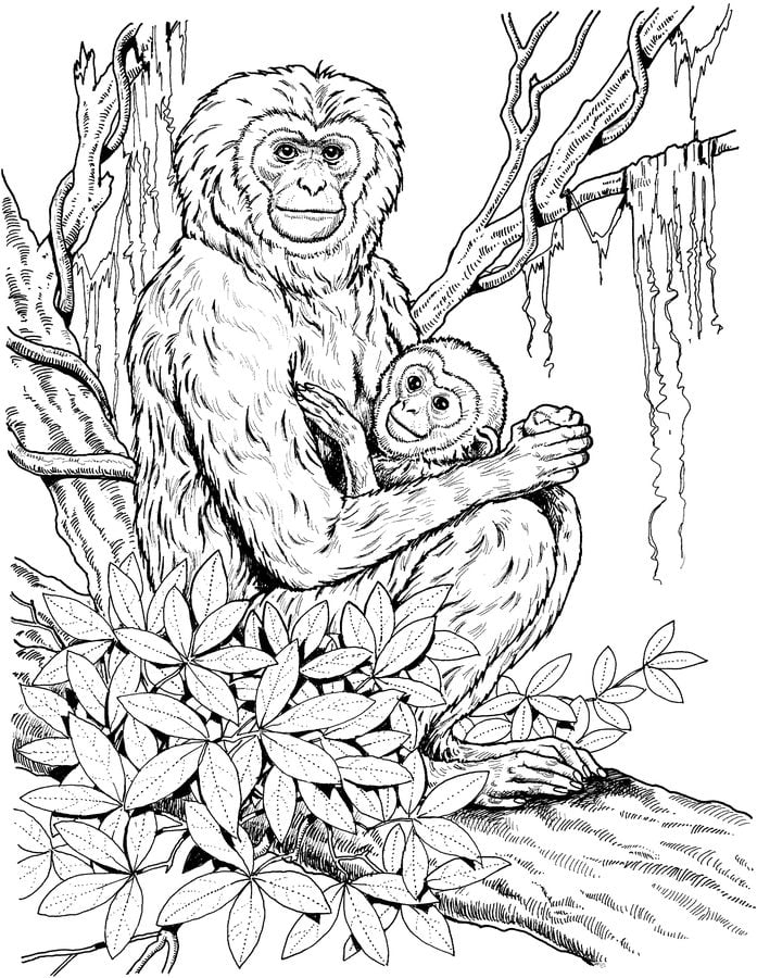 Coloring pages: Gibbons 3