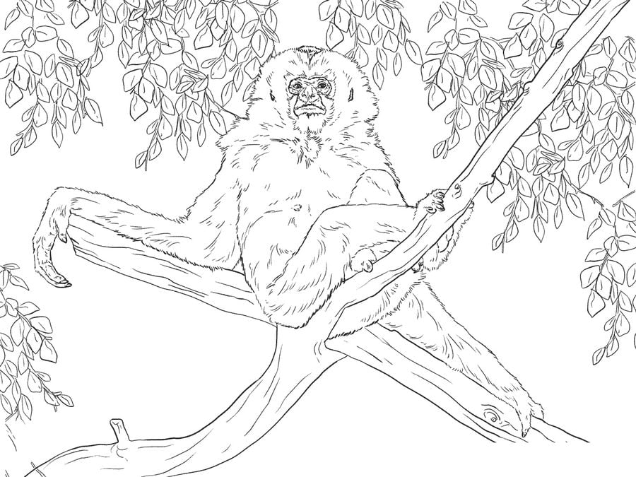 Coloring pages: Gibbons 4