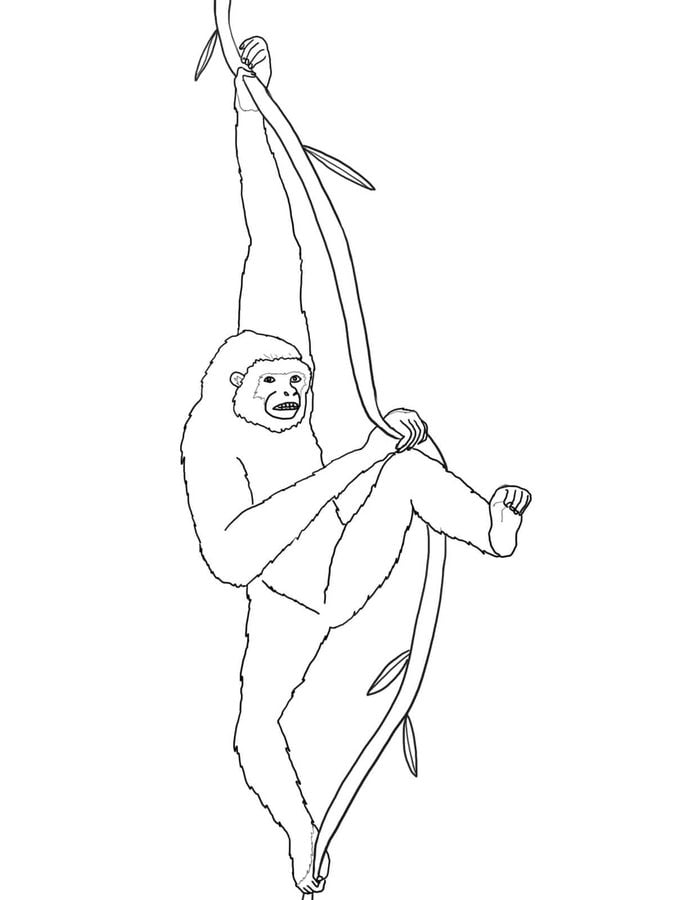 Coloring pages: Gibbons
