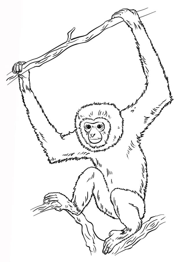Coloring pages: Gibbons 6