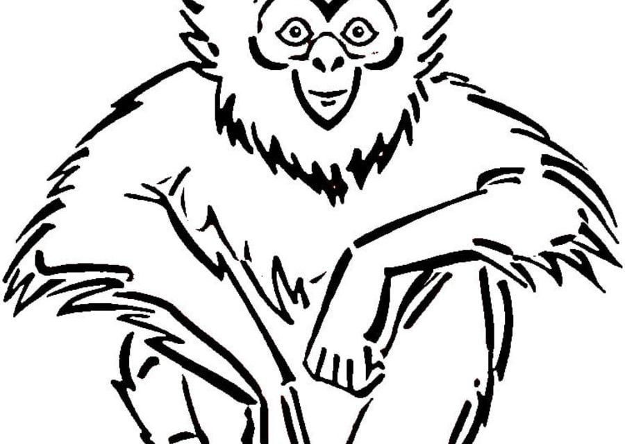 Coloring pages: Gibbons