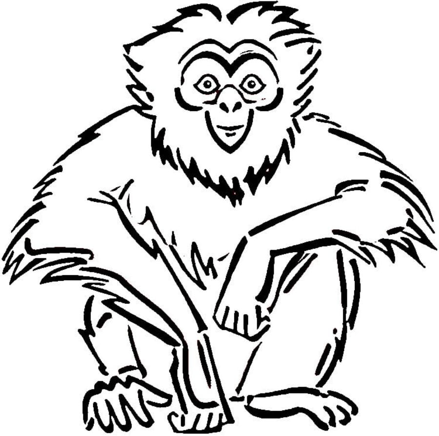 Coloring pages: Gibbons 7