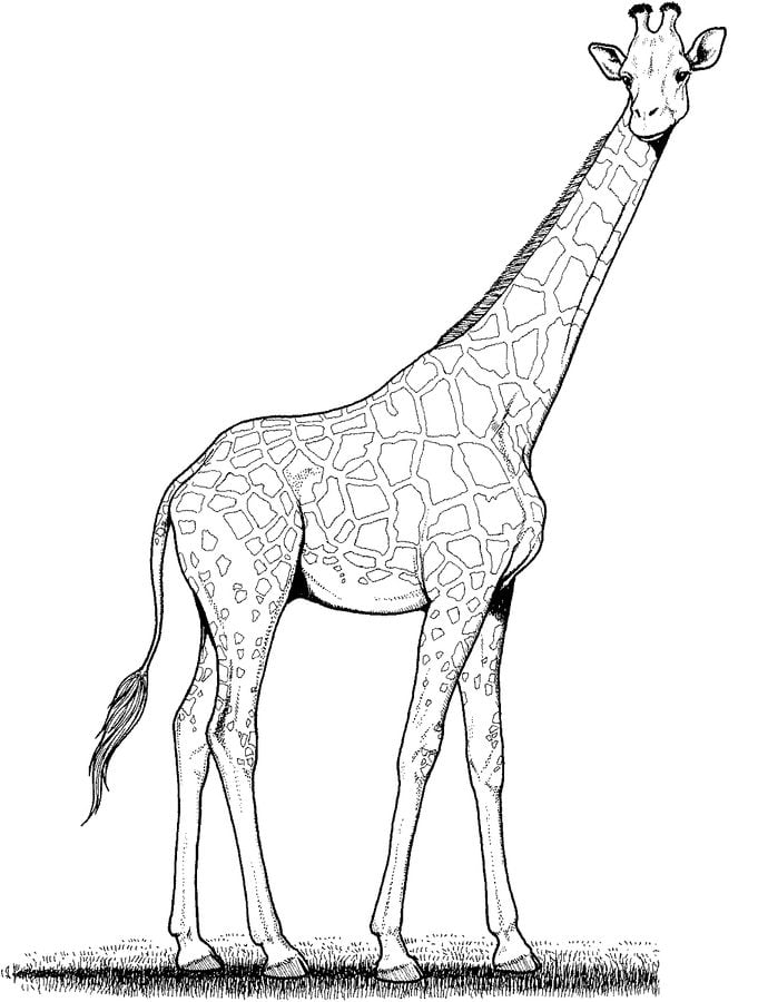 Disegni da colorare: Giraffe