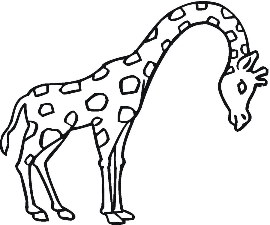 Disegni da colorare: Giraffe