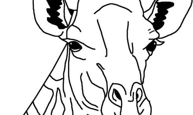 Coloring pages: Giraffes