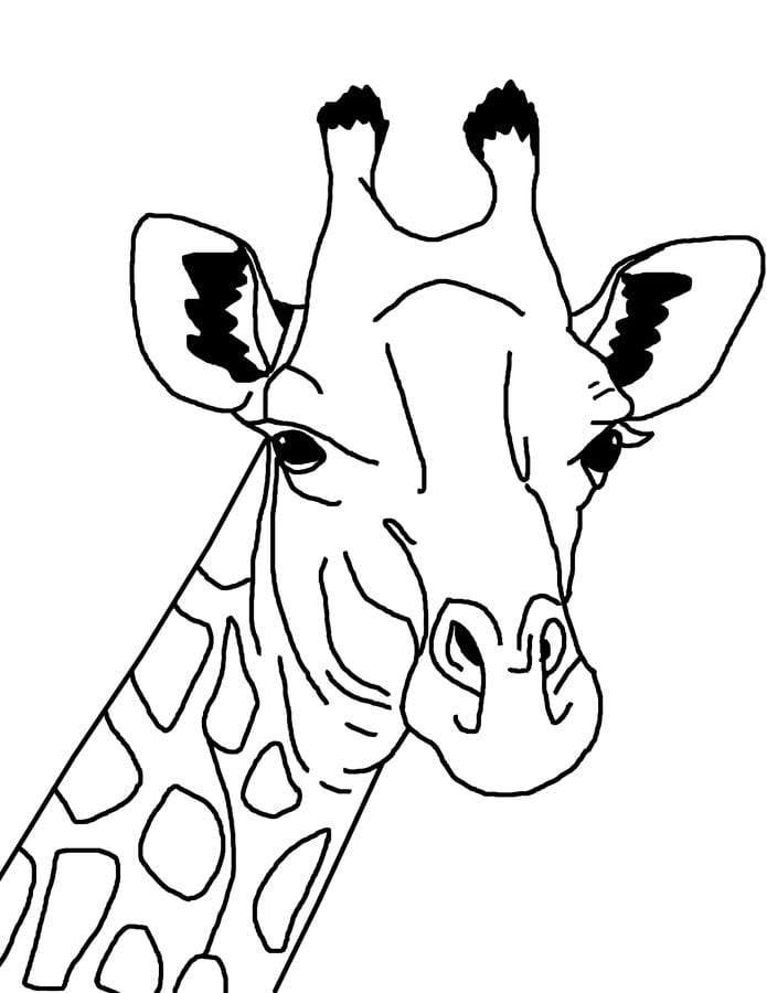 Ausmalbilder: Giraffen