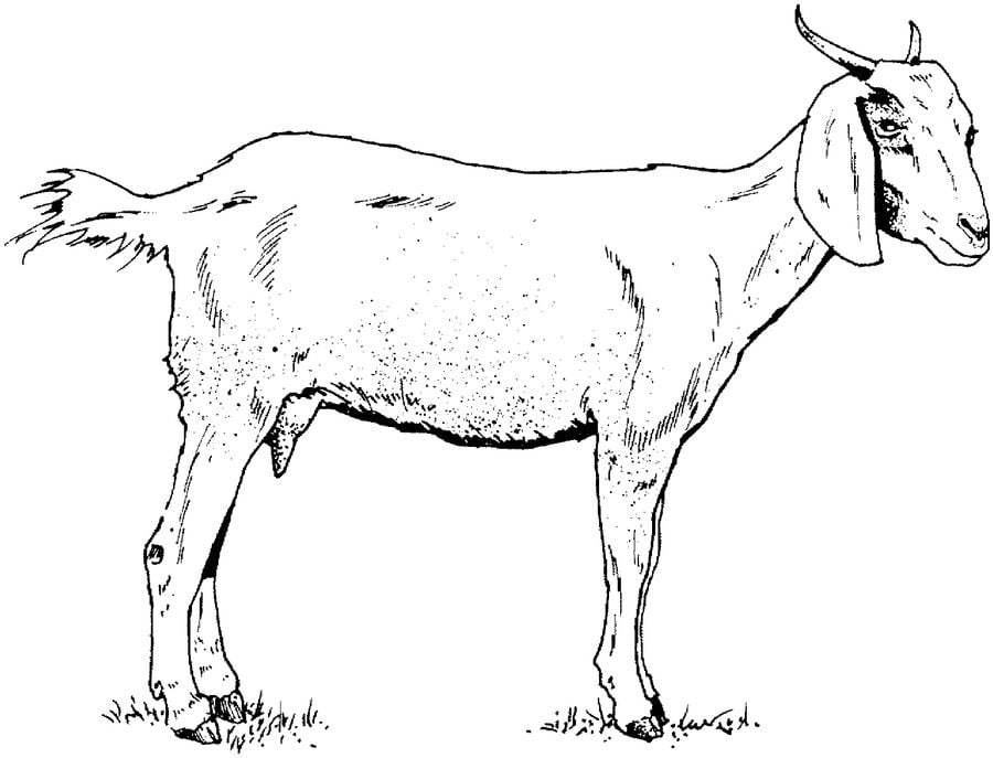 Coloring pages: Goats