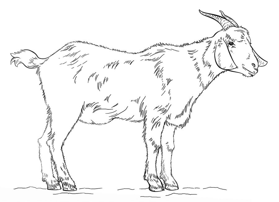 Coloring pages: Goats