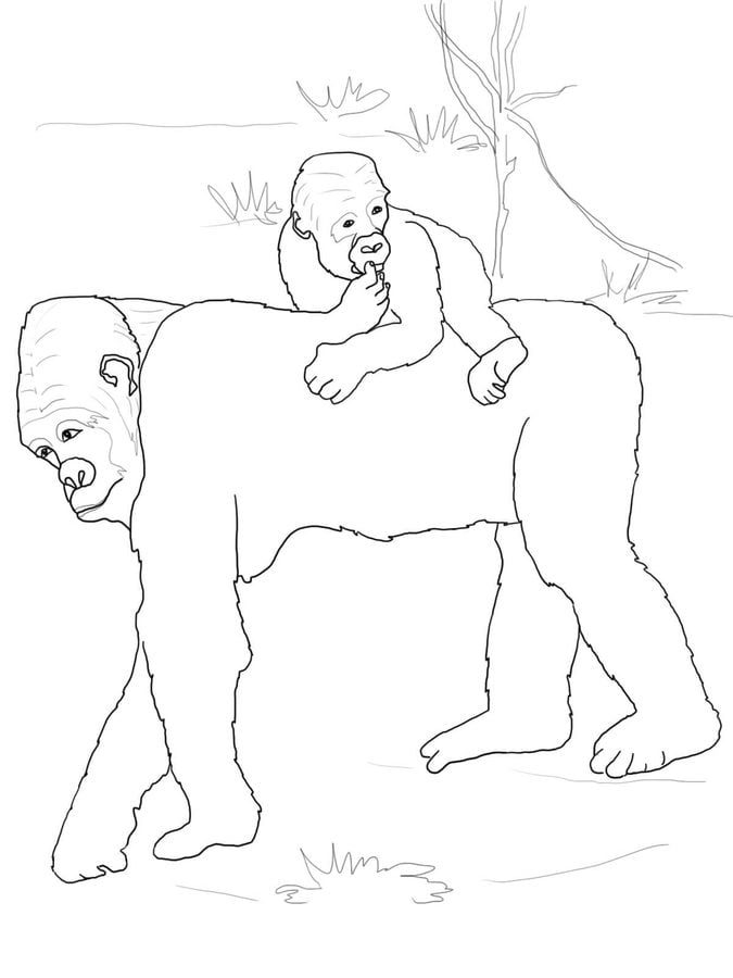 Coloring pages: Gorilla 1