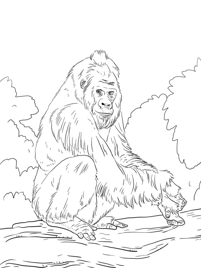 Coloring pages: Gorilla 10